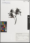 Foto von Salix L.